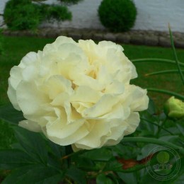 Пион Санни Гёрл