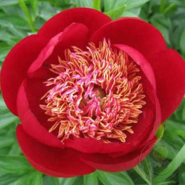 Пион Уолтер Мейнс