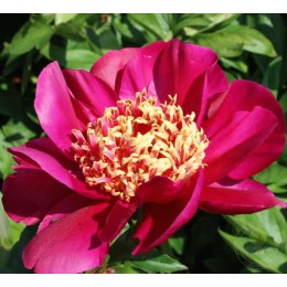 Пион Куку`с Нэст