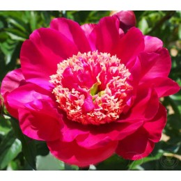 Пион Куку`с Нэст