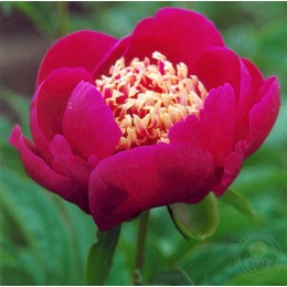 Пион Куку`с Нэст