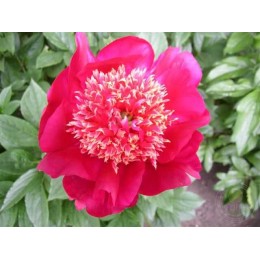 Пион Куку`с Нэст