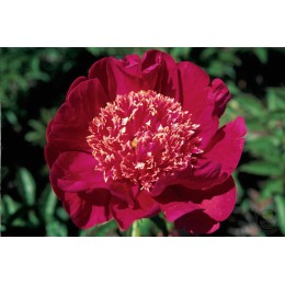 Пион Куку`с Нэст