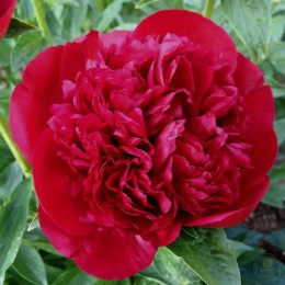 Пион Кристмас Велвет