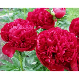 Пион Кристмас Велвет