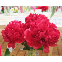 Пион Кристмас Велвет