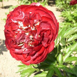 Пион Белл Сентер