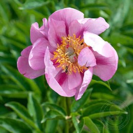 Пион Фрэнк Кит