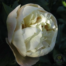 Пион Пич энд Крим