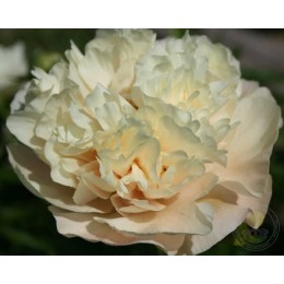 Пион Пич энд Крим