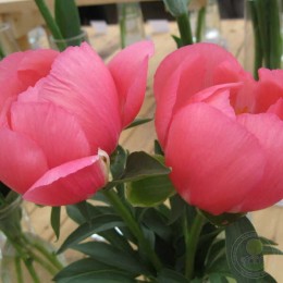 Пион Камео Луллабай