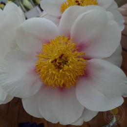 Пион Фолк Арт