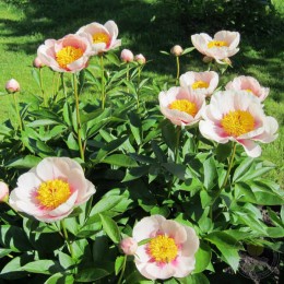 Пион Фолк Арт