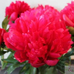 Пион Белгравия