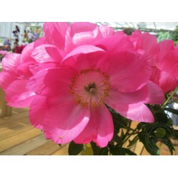 Пион Бёздей