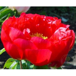 Пион Черри Раффлз