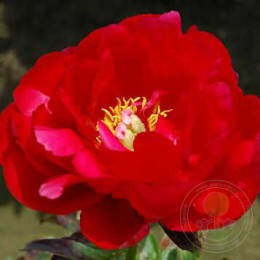 Пион Черри Раффлз