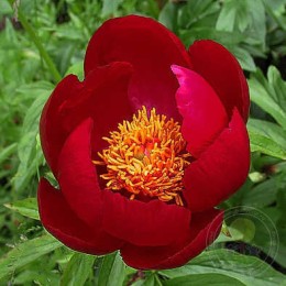 Пион Эрли Скаут