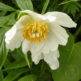 Пион Лейт Виндфлауэр