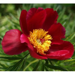 Пион Мерри Мейшайн