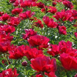 Пион Мерри Мейшайн