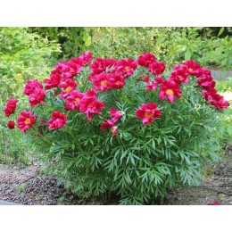 Пион Мерри Мейшайн