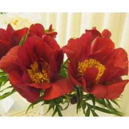 Пион Мерри Мейшайн