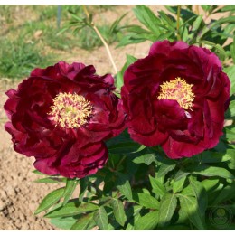 Пион Ред Глори