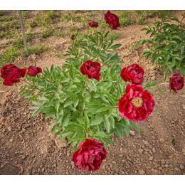 Пион Ред Глори