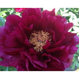 Пион Ред Глори