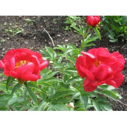 Пион Рубиншале