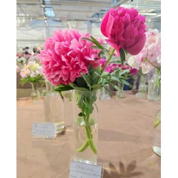 Пион Викинг Валор