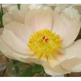 Пион Софт Эприкот Киссес