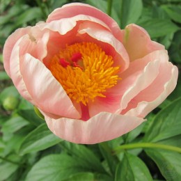 Пион Софт Эприкот Киссес