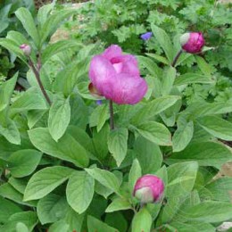 Пион Aритина Нордерн Глори