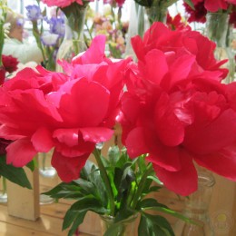 Пион Карина