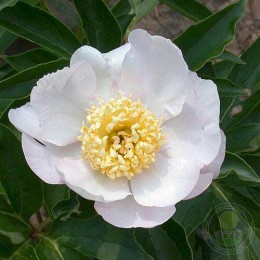 Пион Гарден Лейс