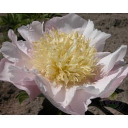 Пион Гарден Лейс