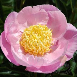 Пион Гарден Лейс