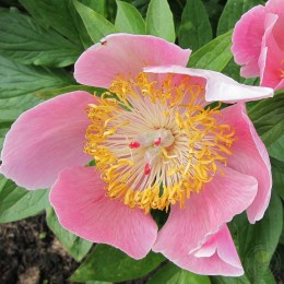 Пион Пейджент