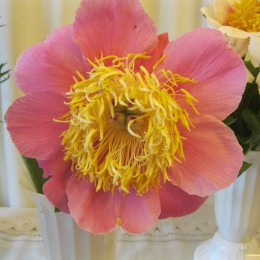 Пион Пейджент