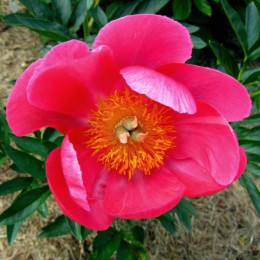 Пион Корали