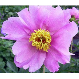 Пион Корали Роуз