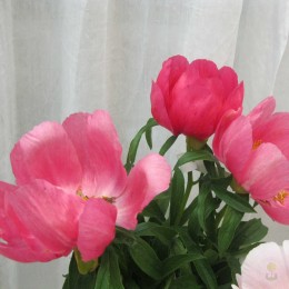 Пион Глори Би