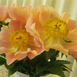 Пион Ланинг Пич Сингл