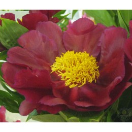 Пион Матадорс Роуб