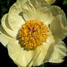 Пион Софт Лемон Киссес