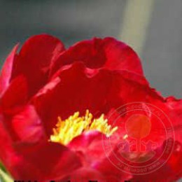 Пион Йор Меджести