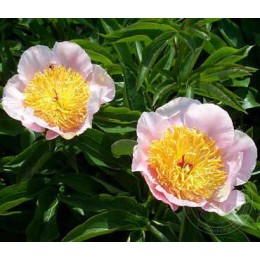 Пион Хорайзен