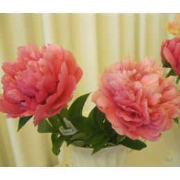 Пион Кэти`с Тач